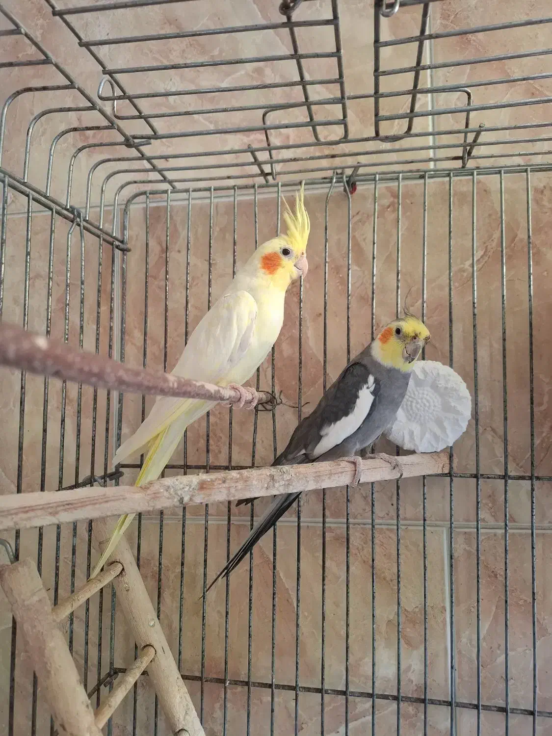 طوطی عروس|پرنده|قائم‌شهر, |دیوار