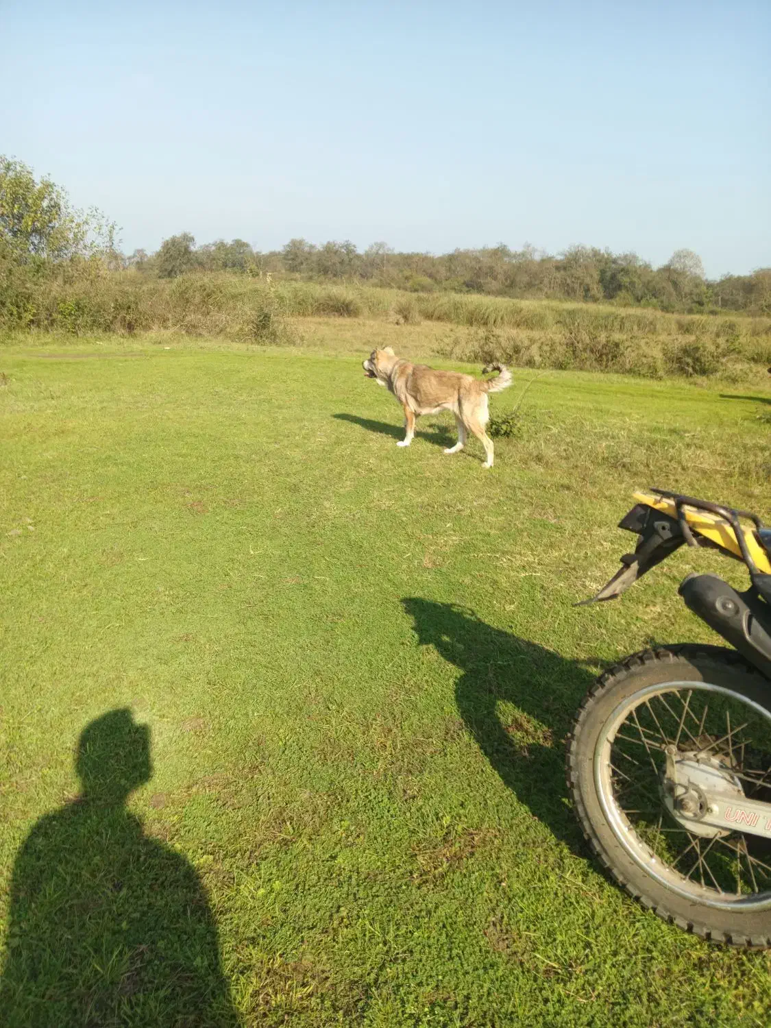 سگ سراب عراقی سرابی معاوضه باژرمن نر|سگ|آستانه اشرفیه, |دیوار