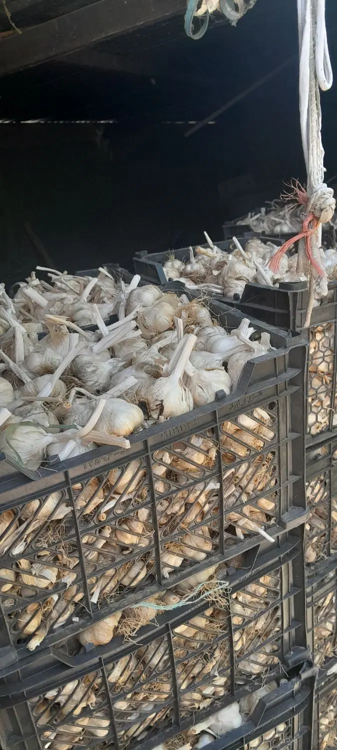 سیر|خوردنی و آشامیدنی|تویسرکان, |دیوار