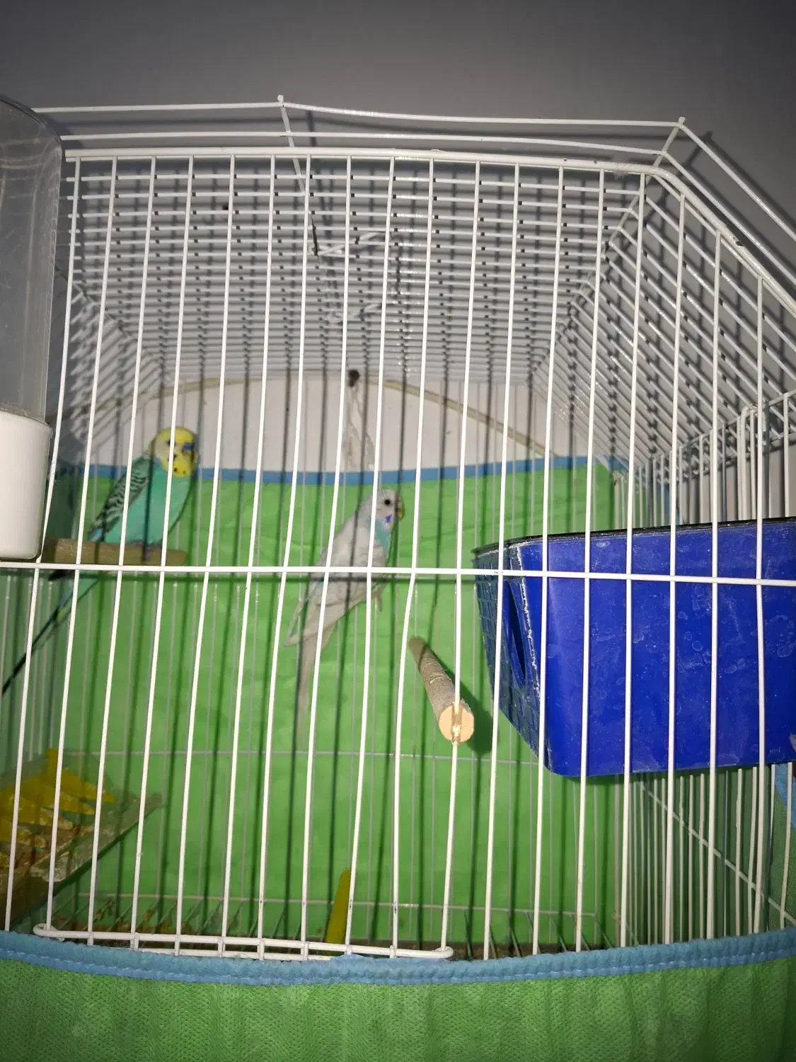 مرغ عشق نره ماده|پرنده|بندر ماهشهر, |دیوار