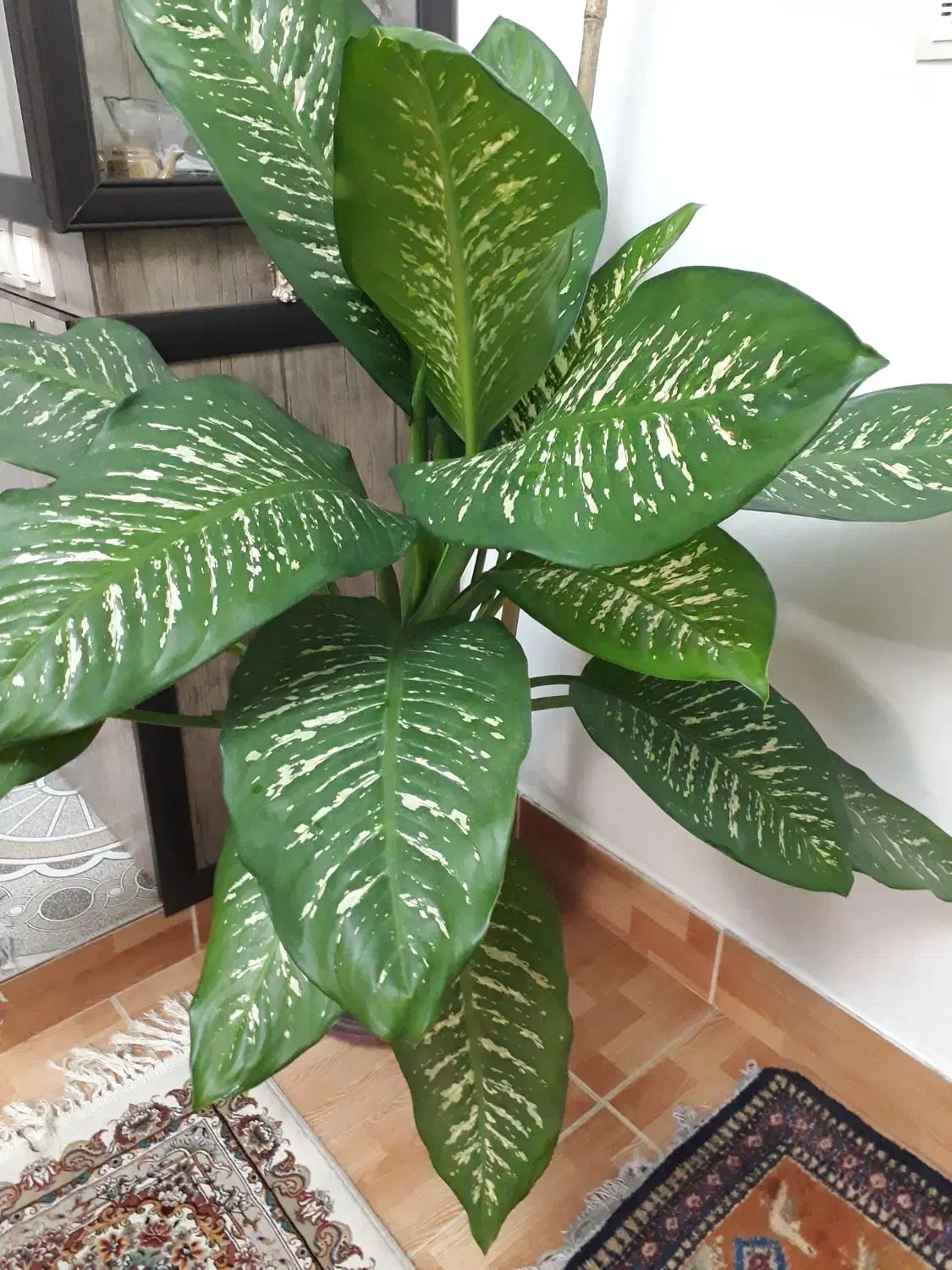 گل آپارتمانی دیفن باخیا قشنگ و سروحال|گل و گیاه طبیعی|تبریز, |دیوار