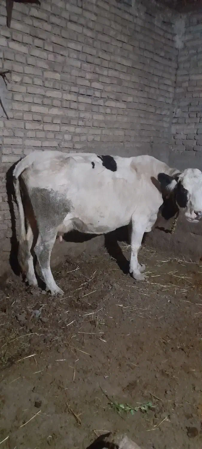 گاو جوان شیری|حیوانات مزرعه|سراب, |دیوار