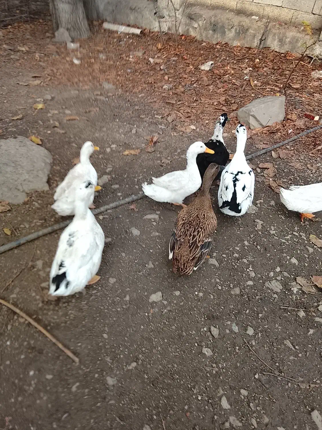 اردک معاوضه با مرغ محلی|پرنده|مرزن‌آباد, |دیوار