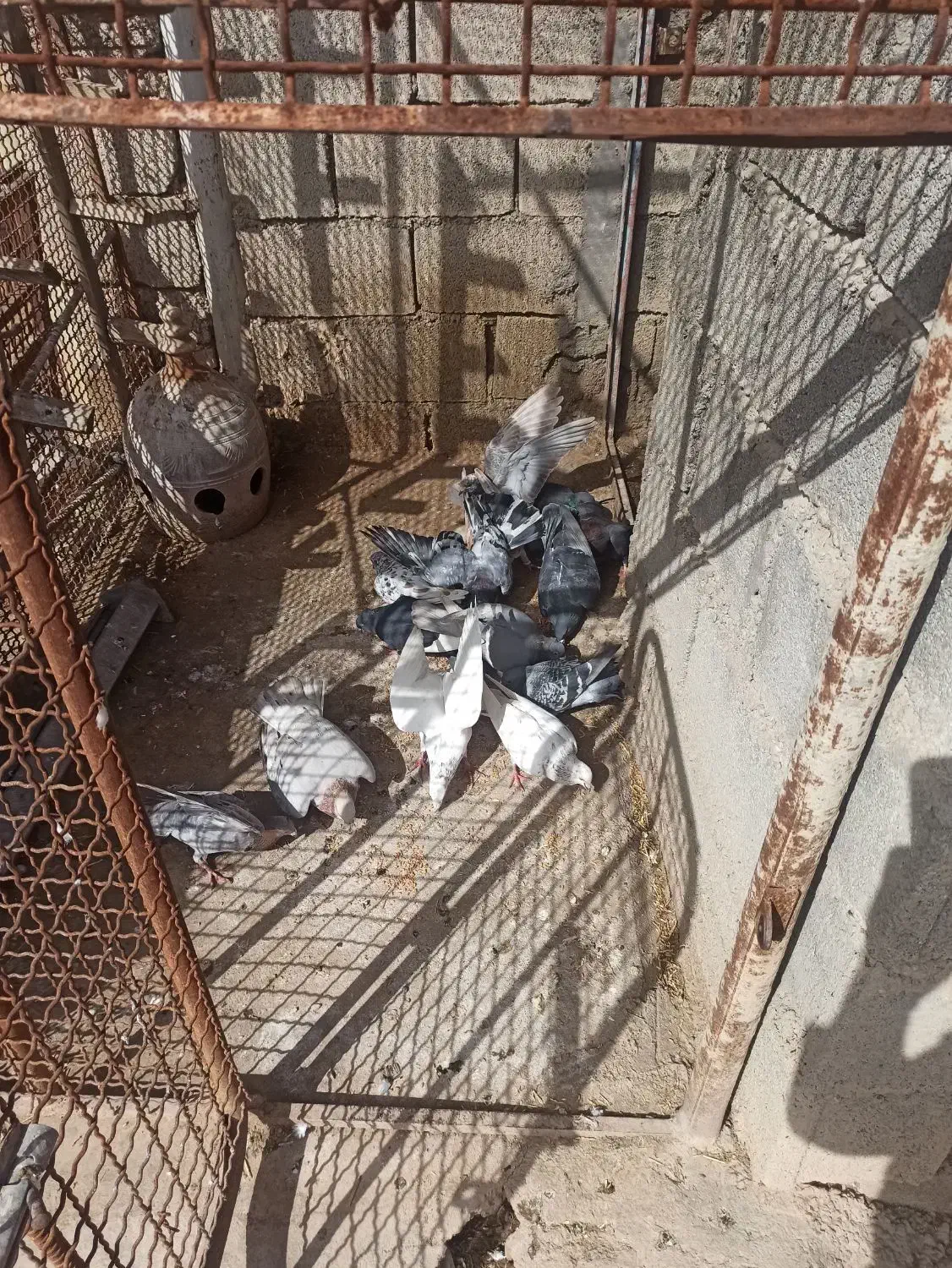 کبوتر|پرنده|اندیمشک, |دیوار