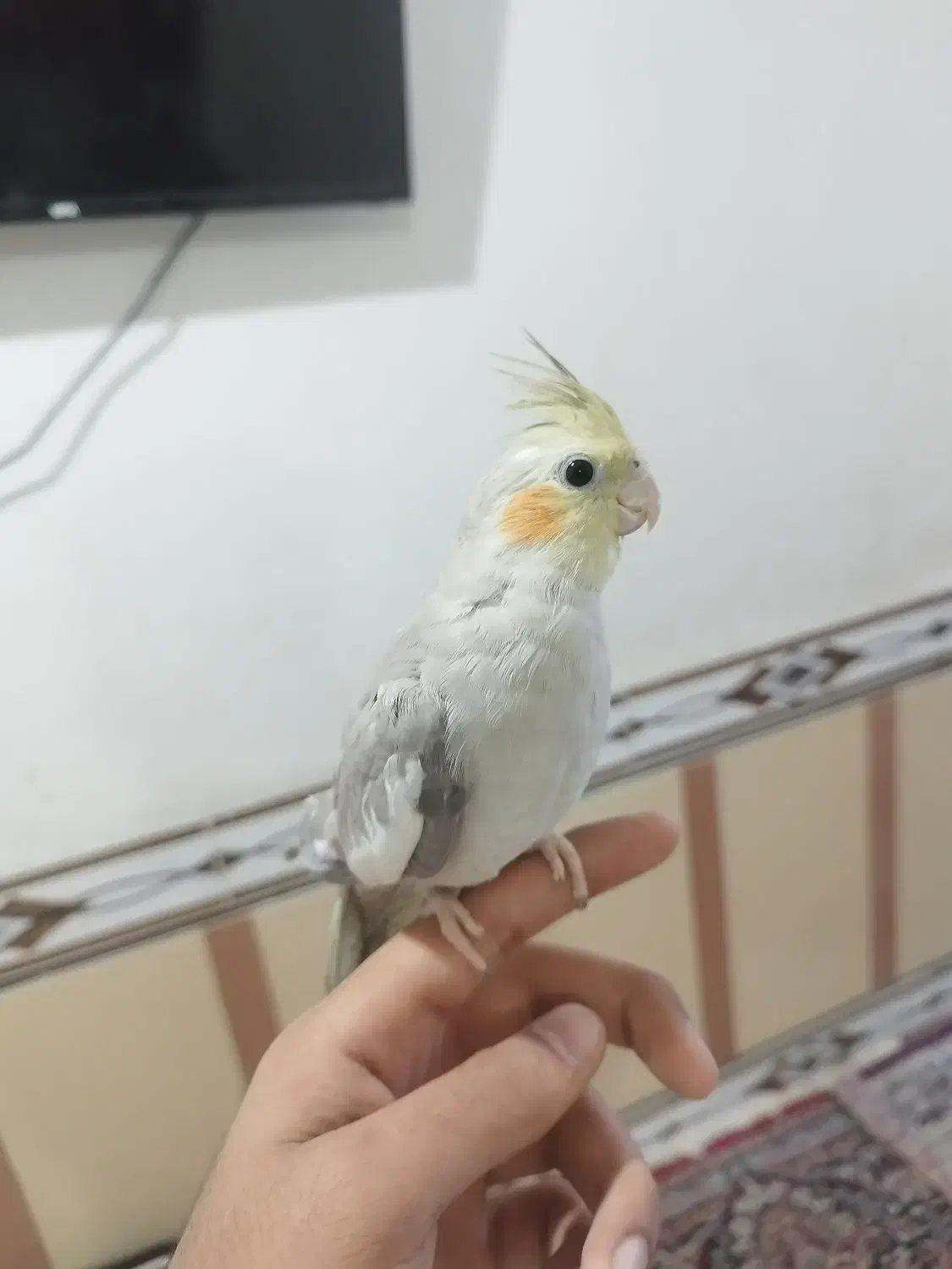 چند عدد عروس هلندی|پرنده|کارون, |دیوار