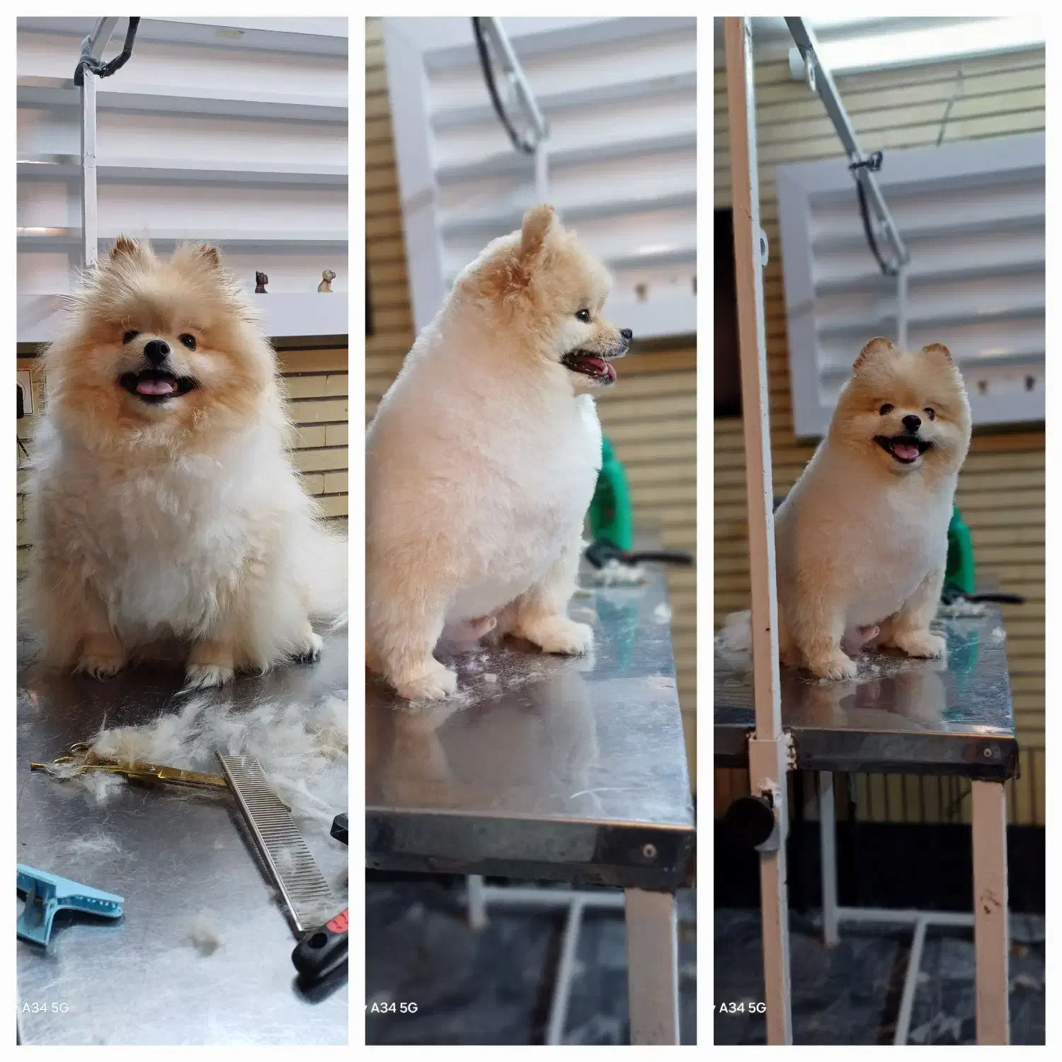 کوتاهی اصلاح و پیرایش حیوانات خانگی(سگ و گربه)|خدمات پیشه و مهارت|مشهد, آبکوه|دیوار