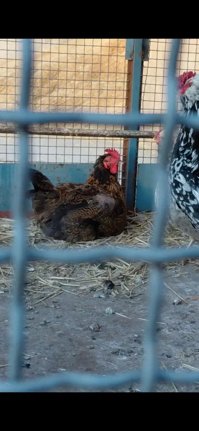 مرغ گلپایگانی|حیوانات مزرعه|قلعه نو, |دیوار