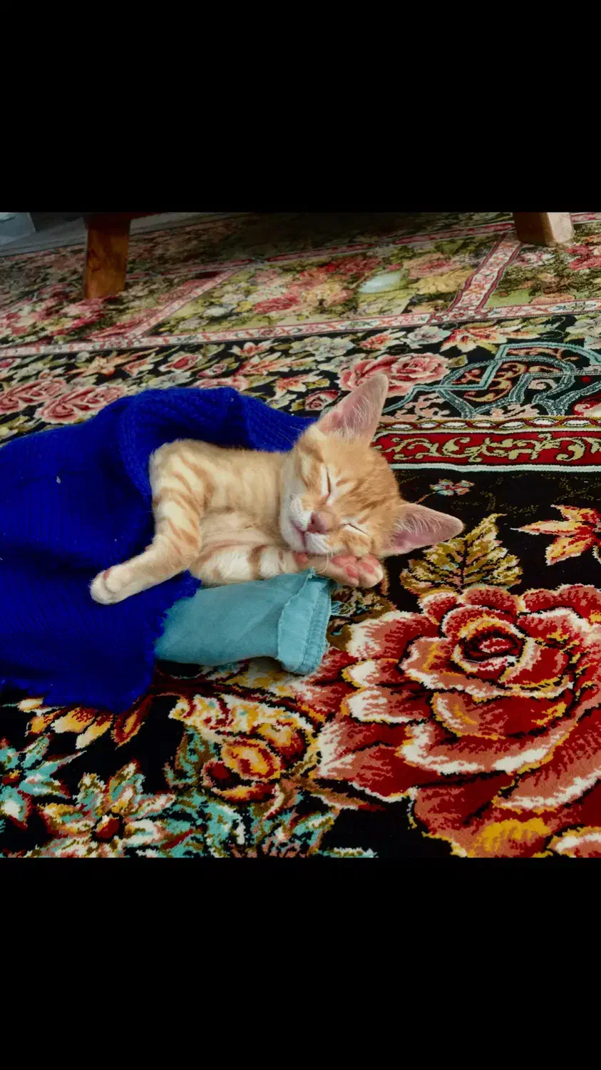 واگذاری بچه گربه dsh|گربه|ایلام, |دیوار