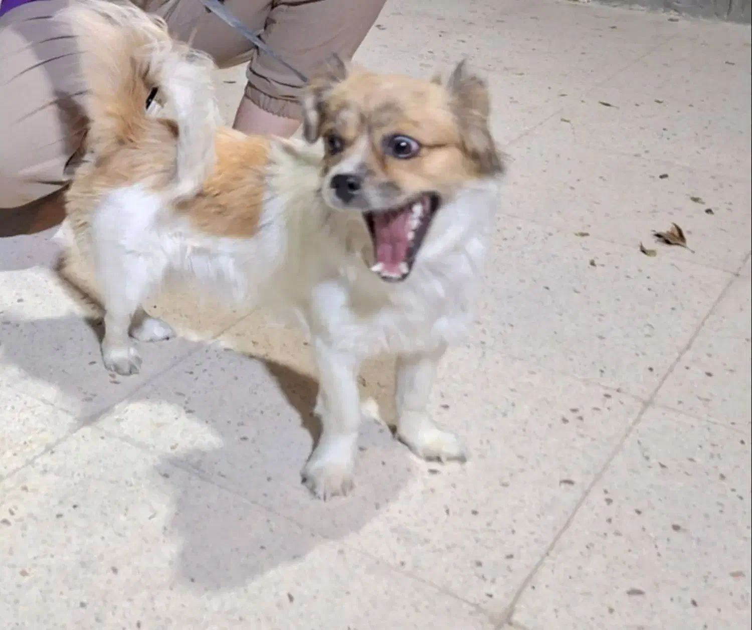 سگ اشتیپز شیتزو|سگ|شهرضا, |دیوار