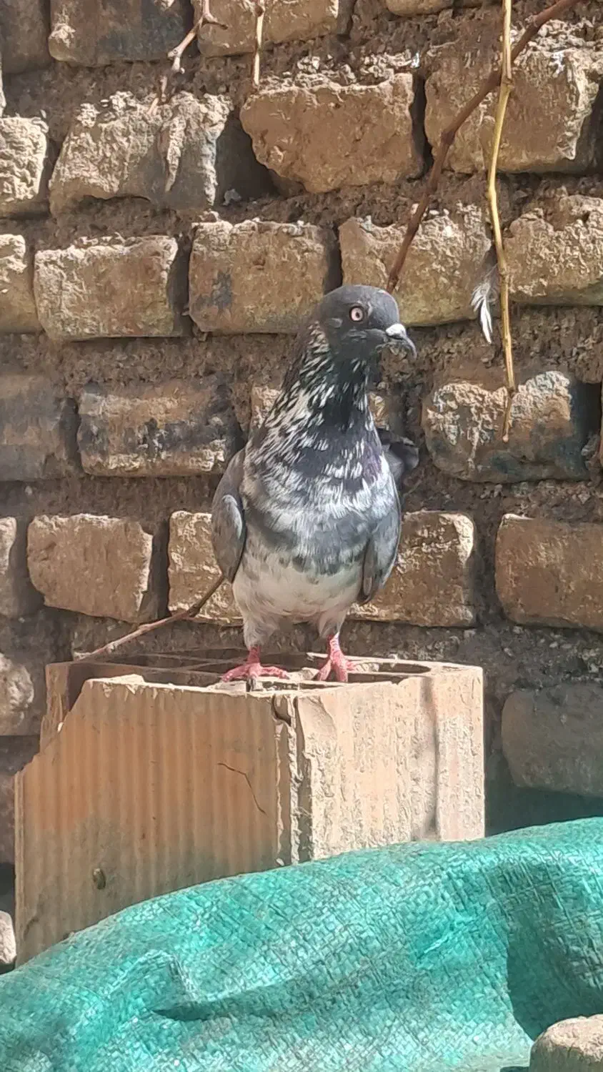 کبوتر بند|پرنده|سنگدوین, |دیوار