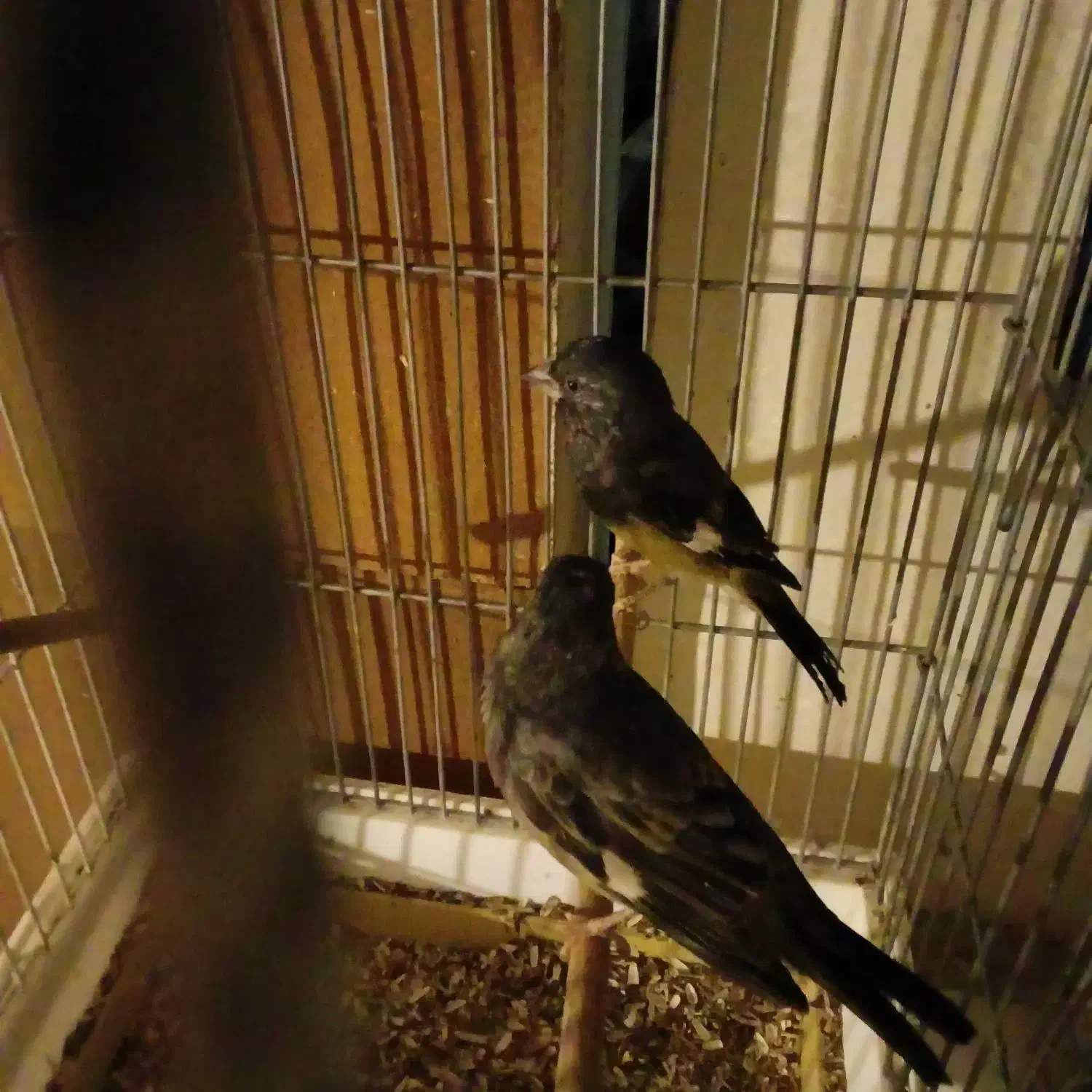 سهره|پرنده|مشهد, سراب|دیوار