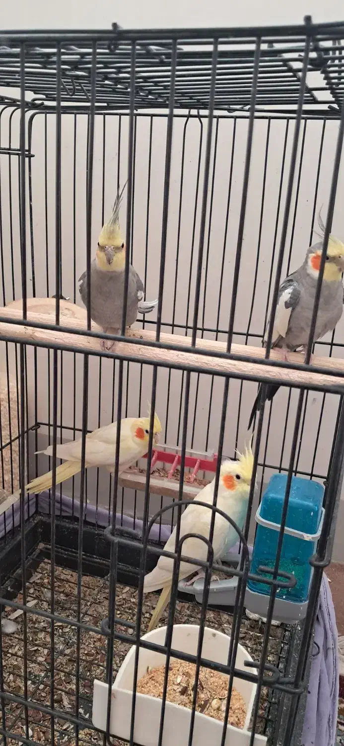 عروس هلندی|پرنده|شاهین دژ, |دیوار