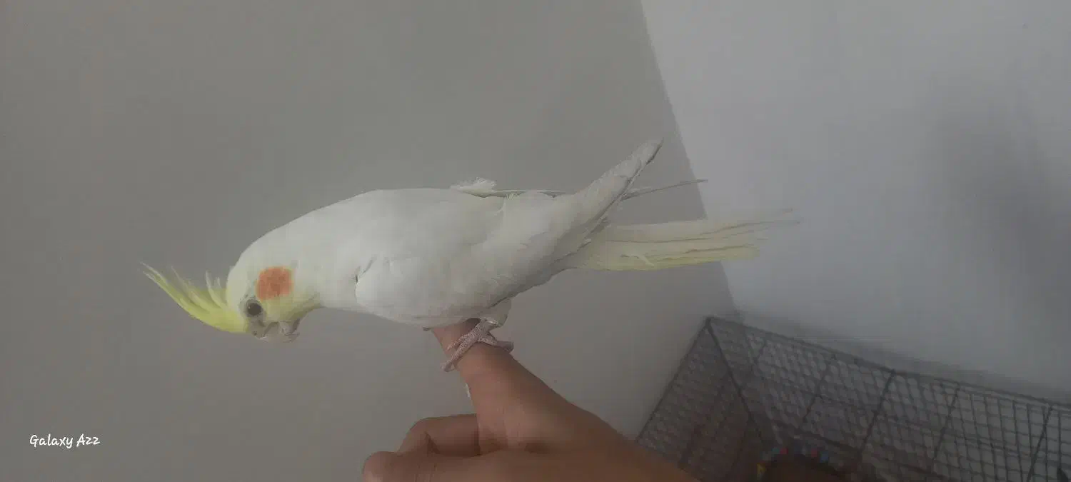 عروس هلندی|پرنده|بیرجند, |دیوار