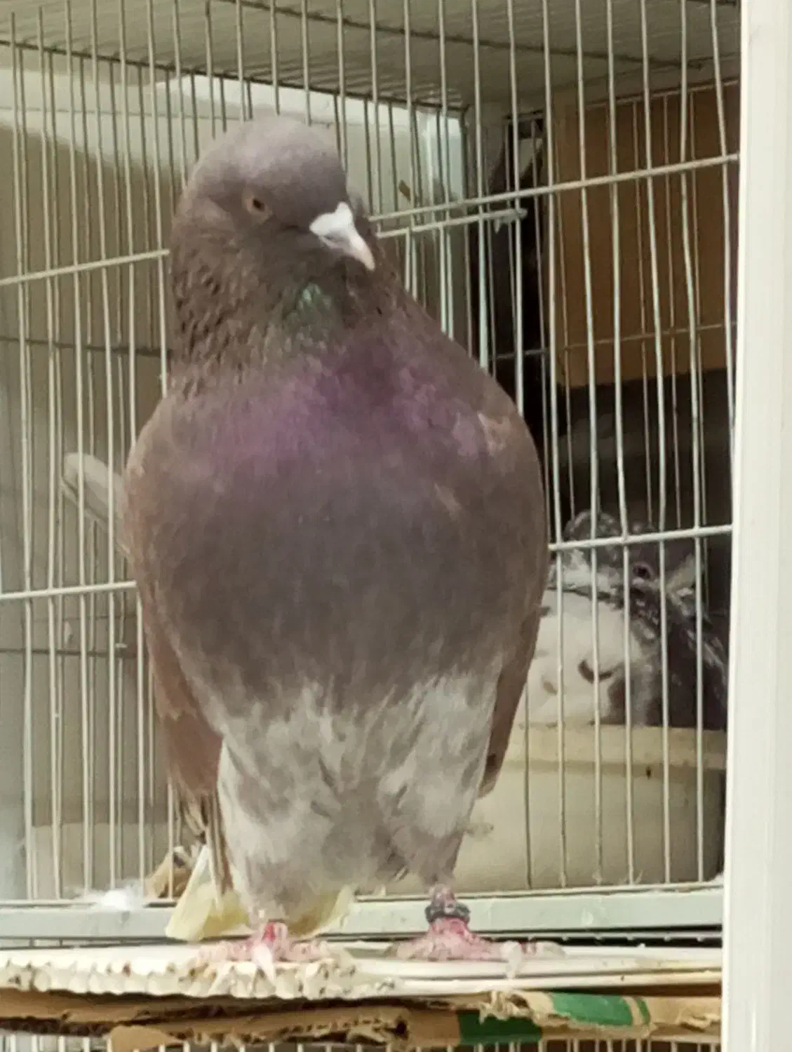 کفترنر|حیوانات|گرگان, |دیوار