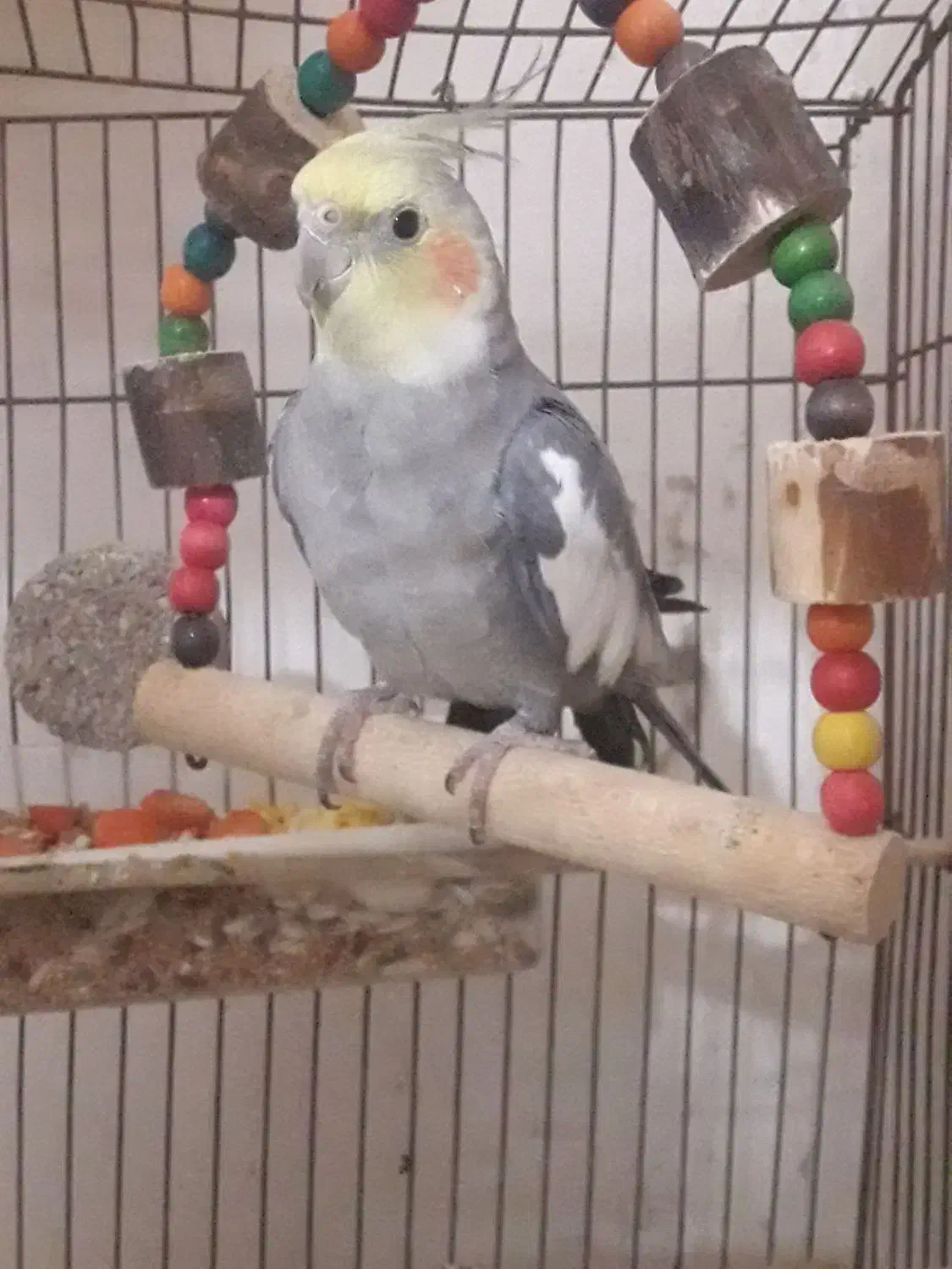 عروس هلندی نر مست آماده جفت گیری|پرنده|دوگنبدان, |دیوار