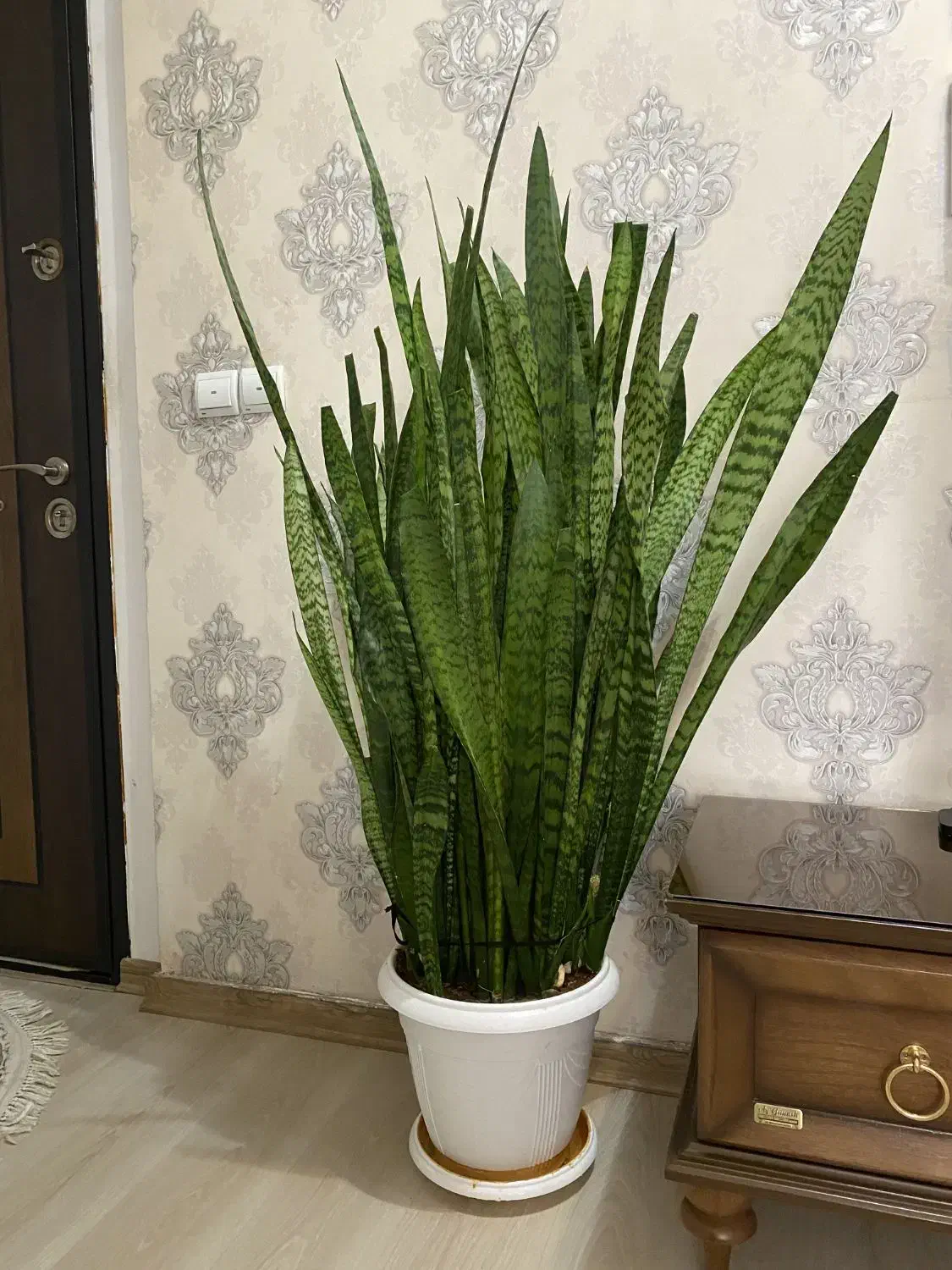 گل سانسوریا|گل و گیاه طبیعی|سهند, |دیوار