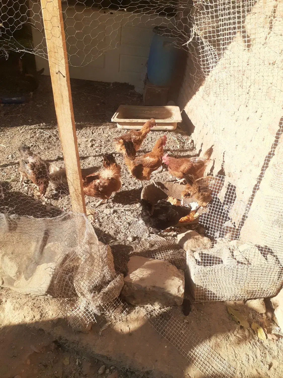 مرغ و خروس فروشی|حیوانات مزرعه|شازند, |دیوار