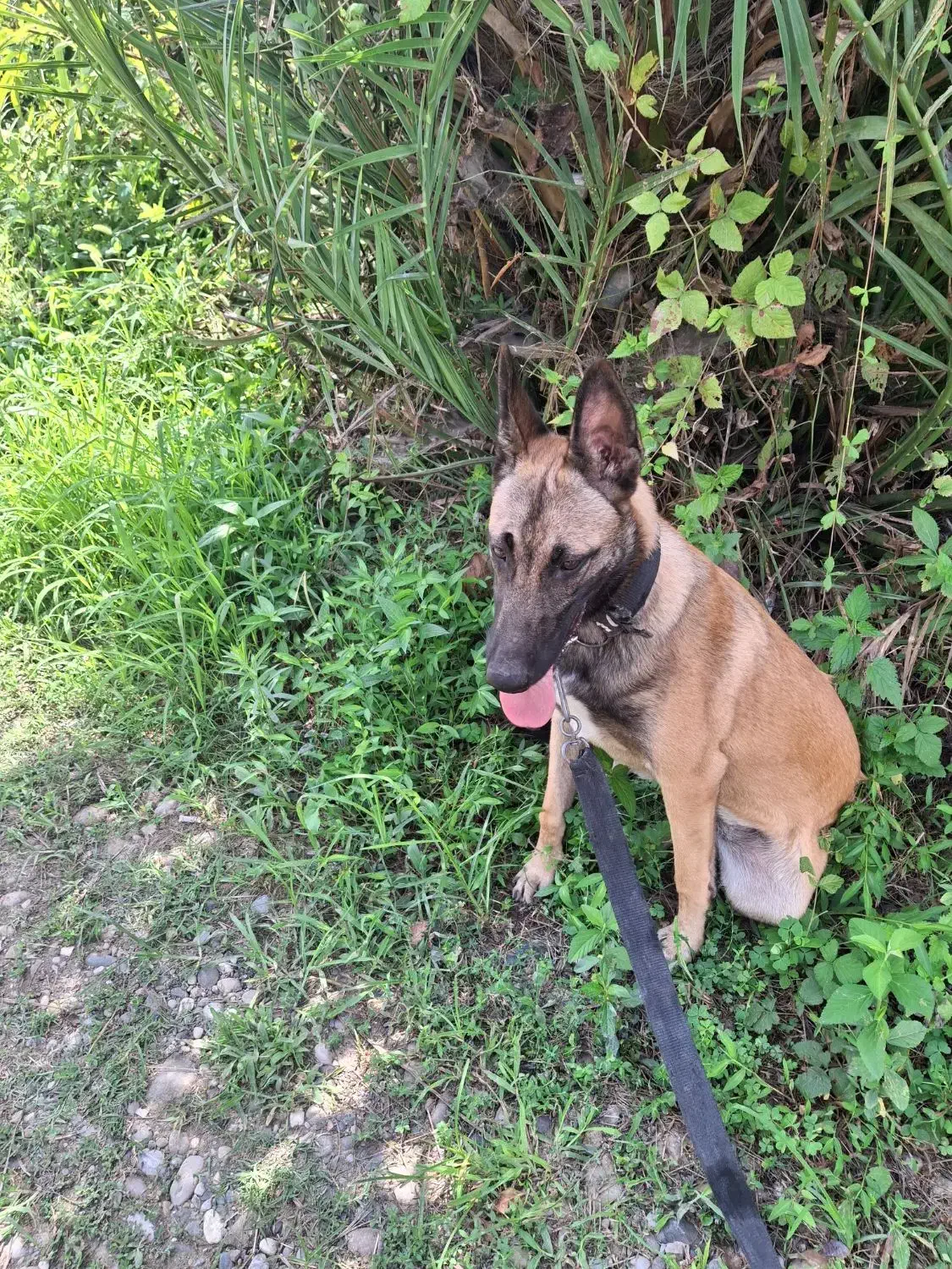 مالینویز اصیل7ماهه|سگ|رودسر, |دیوار