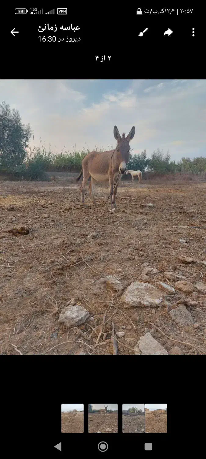 الاغ جوان|حیوانات مزرعه|گنبد کاووس, |دیوار