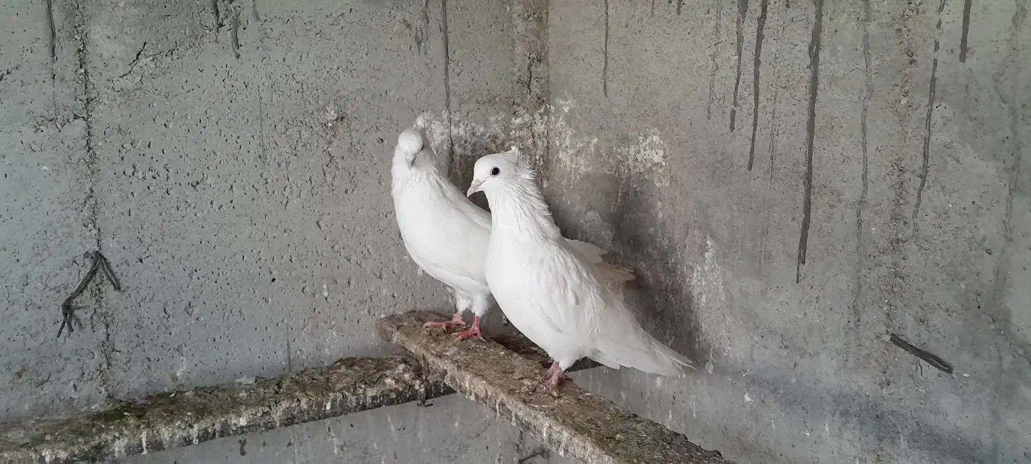 کبوترپرشی|پرنده|گمیشان, |دیوار