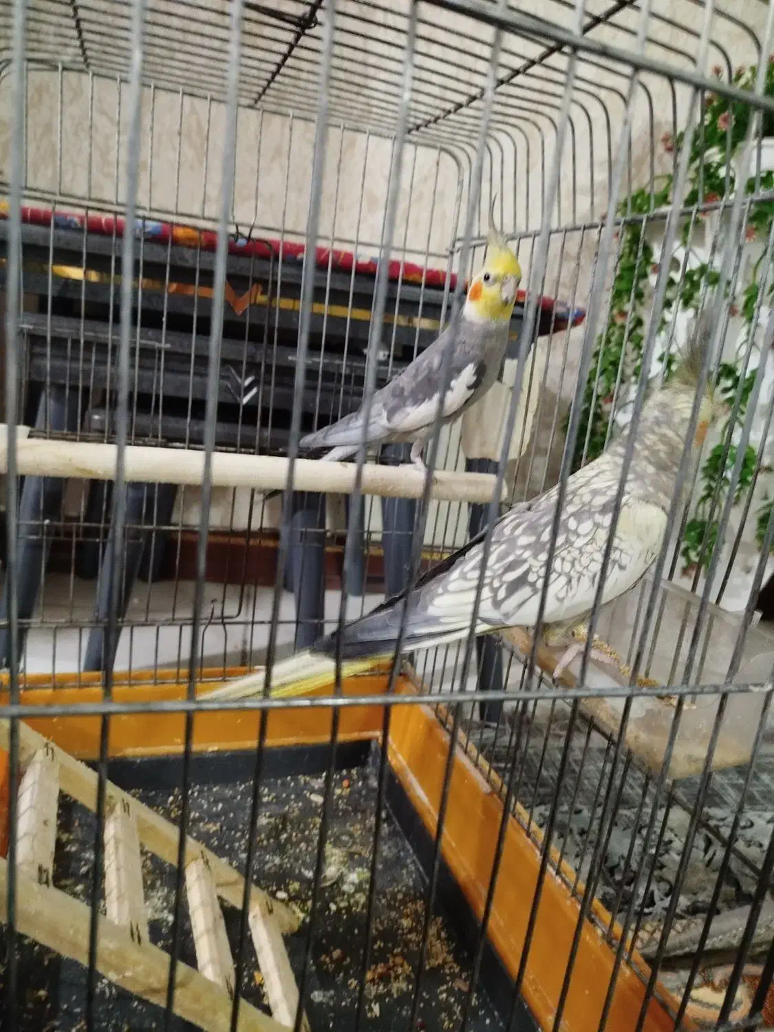 عروس هلندی  جفت|پرنده|رباط‌کریم, کاظم‌آباد|دیوار