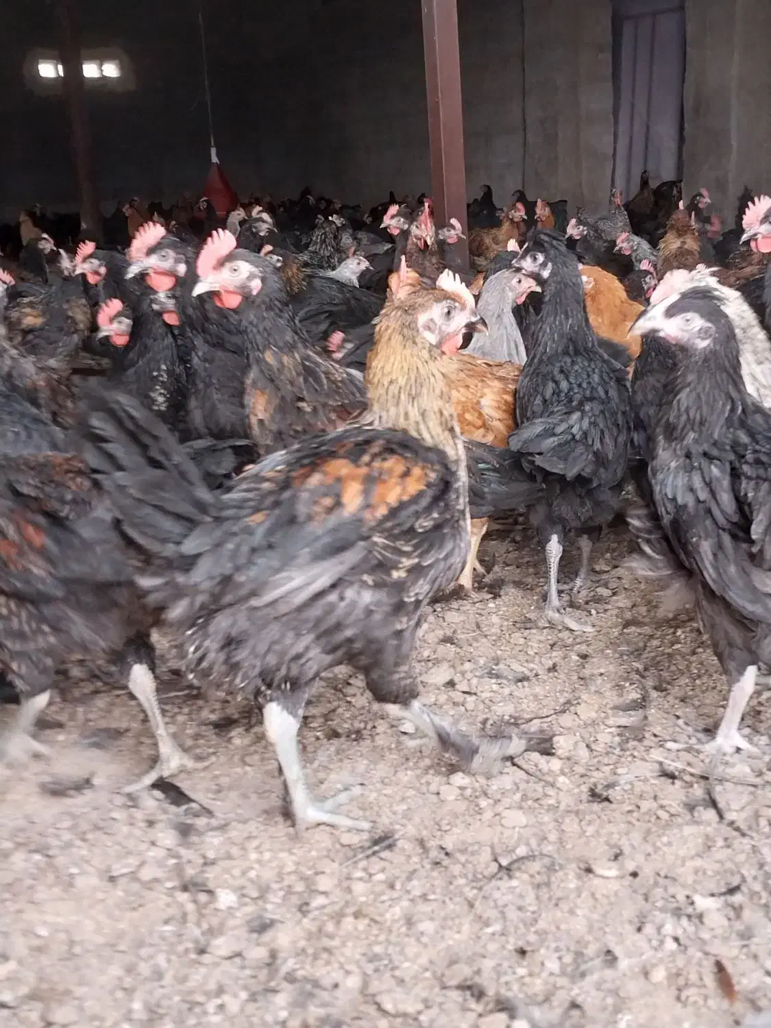 مرغ و خروس محلی درجه یک|حیوانات مزرعه|مرودشت, محمد آباد|دیوار