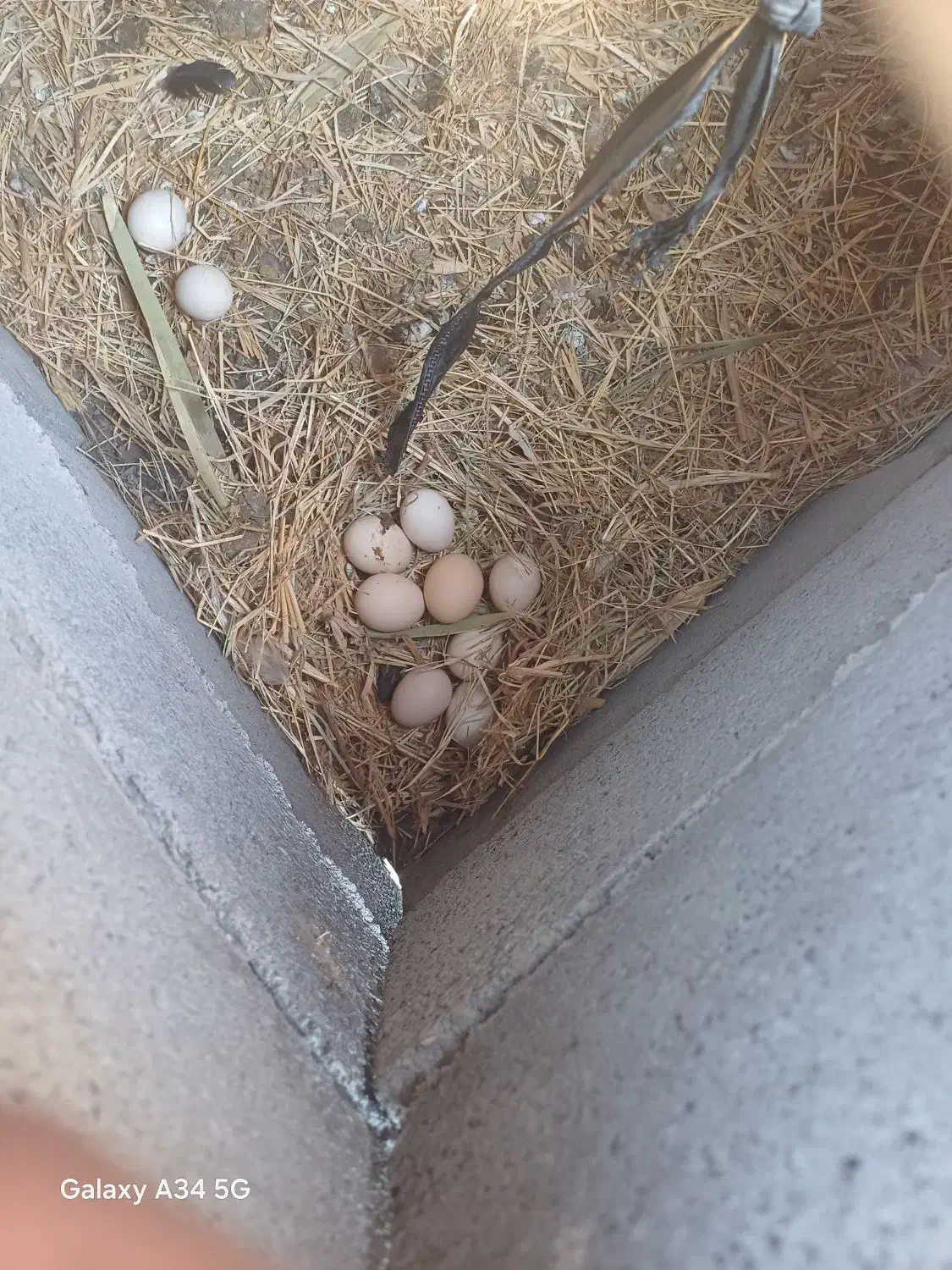 مرغ کرک با ۳۵تا تخم|حیوانات مزرعه|جغین, |دیوار