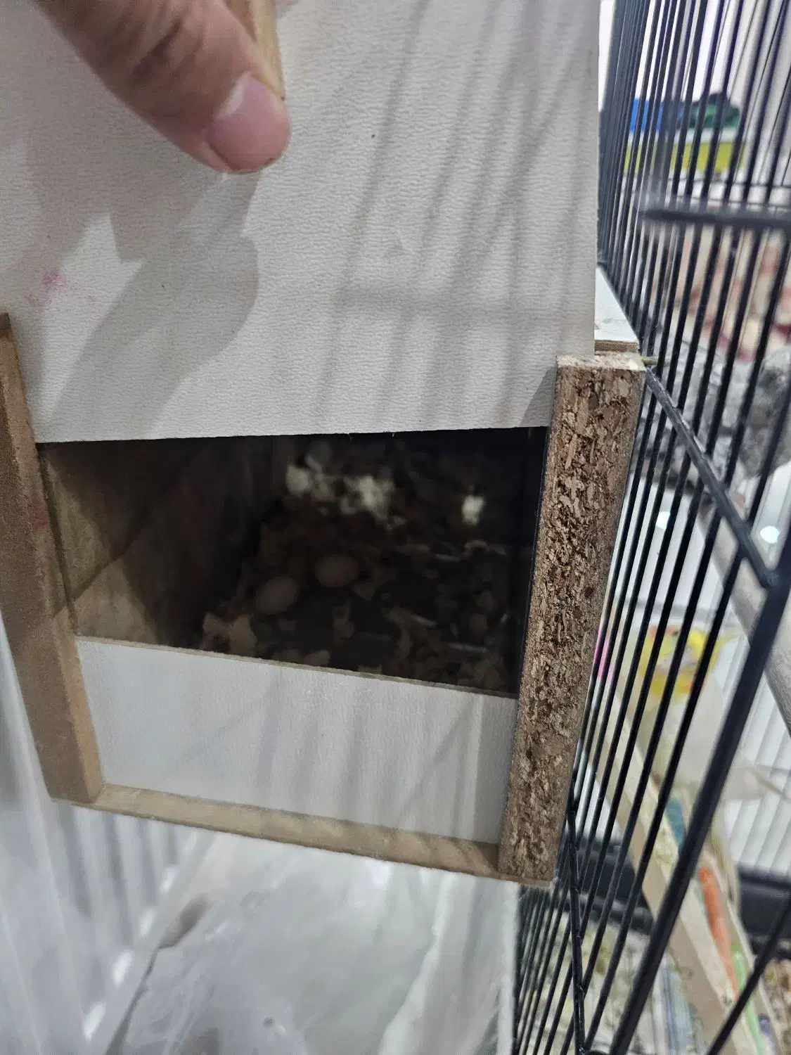 یک جفت عروس هلندی با تخم|پرنده|مشهد, بهاران|دیوار