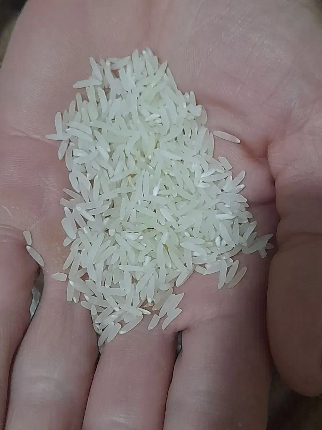 برنج فجرسوزنی درجه ۱|خوردنی و آشامیدنی|علیآباد کتول, |دیوار
