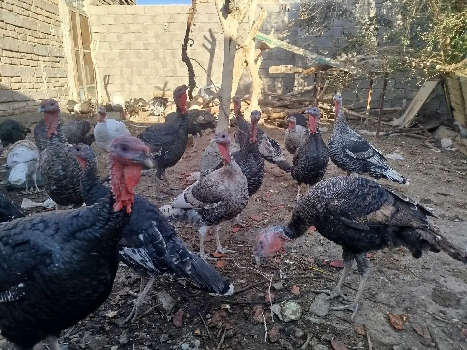 بوقلمون نروماده|حیوانات مزرعه|زهک, |دیوار