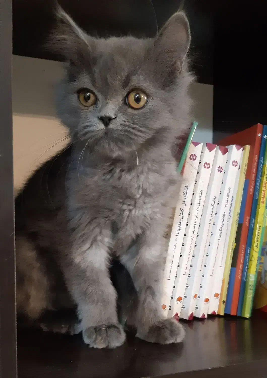 گربه اسکاتیش بلو|گربه|بجنورد, |دیوار