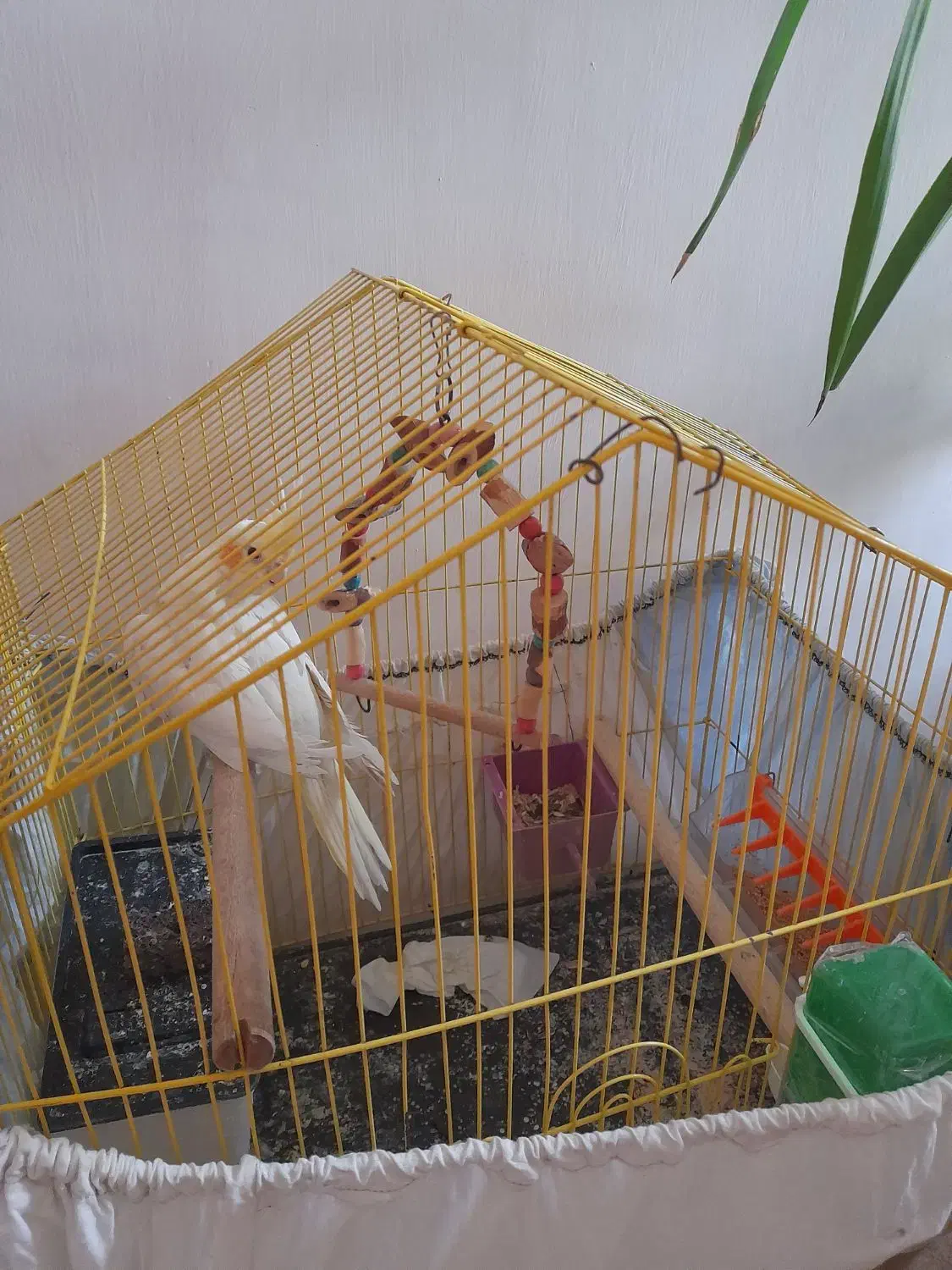 عروس هلندی|پرنده|الوند, |دیوار