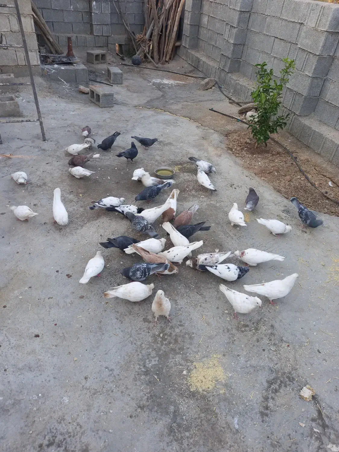 کبوتر|پرنده|نورآباد ممسنی, |دیوار