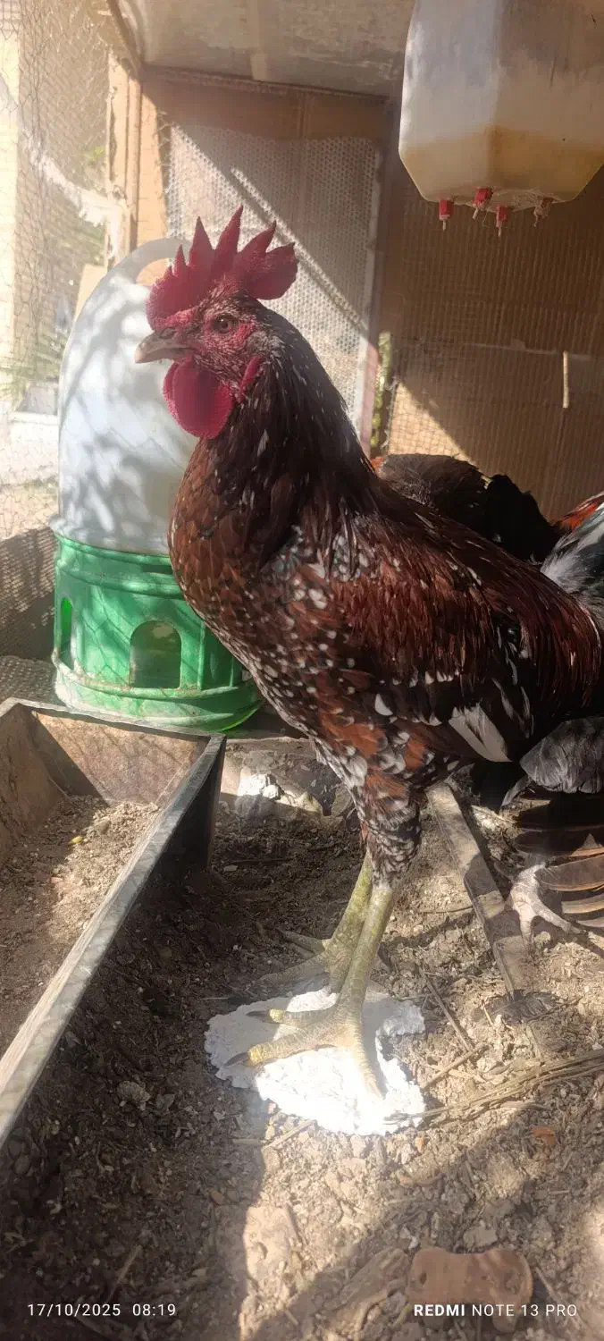 خروس گردن لخت|حیوانات مزرعه|خاش, |دیوار