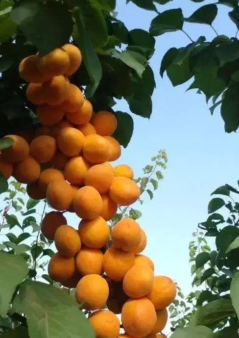 توزیع و فروش نهال زردآلو انبه ای|خدمات باغبانی و درختکاری|ایوان, |دیوار