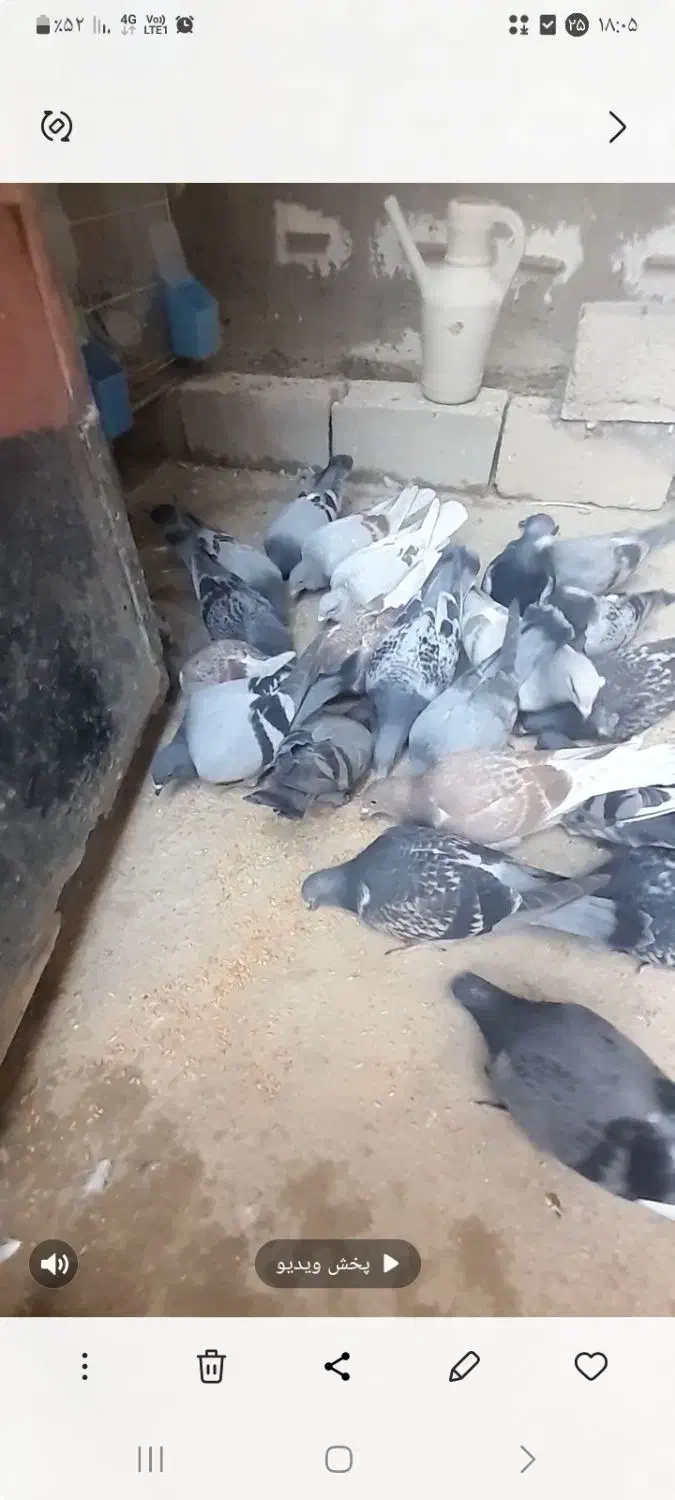 کبوتر مسافتی(پلاکی)|پرنده|شیروان (خراسان), |دیوار