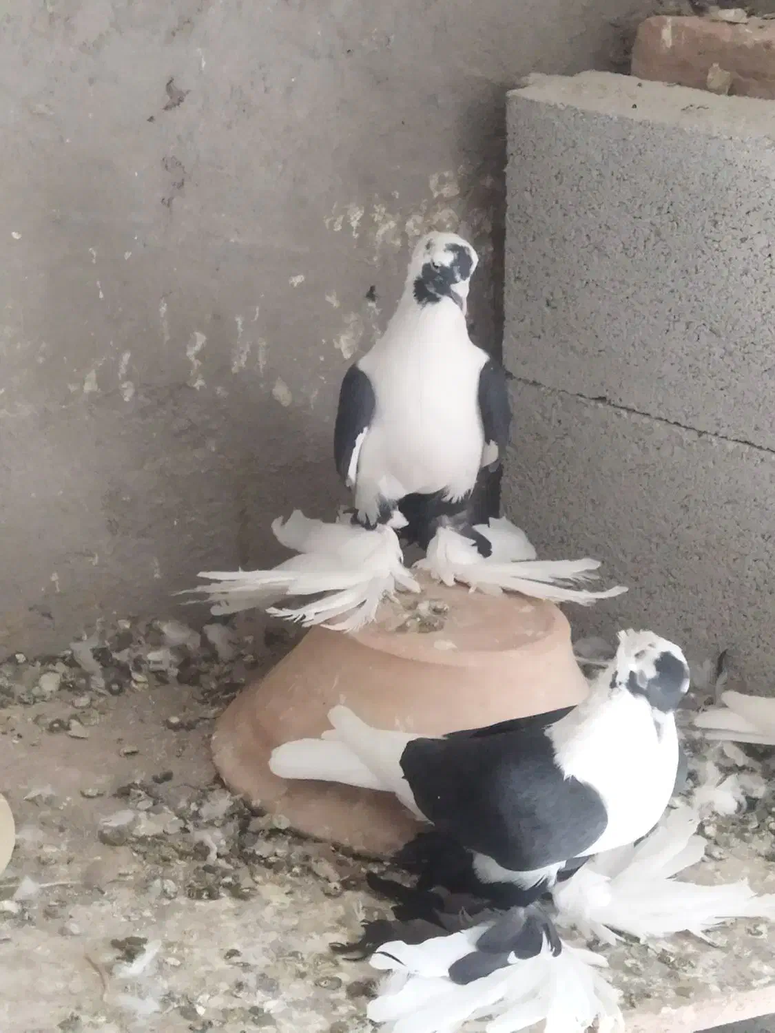 پرنده|پرنده|صوفیان, |دیوار