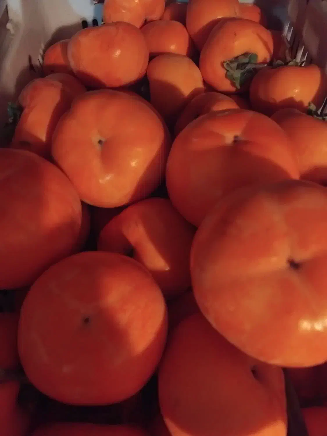 خورمالو|خوردنی و آشامیدنی|بابل, |دیوار