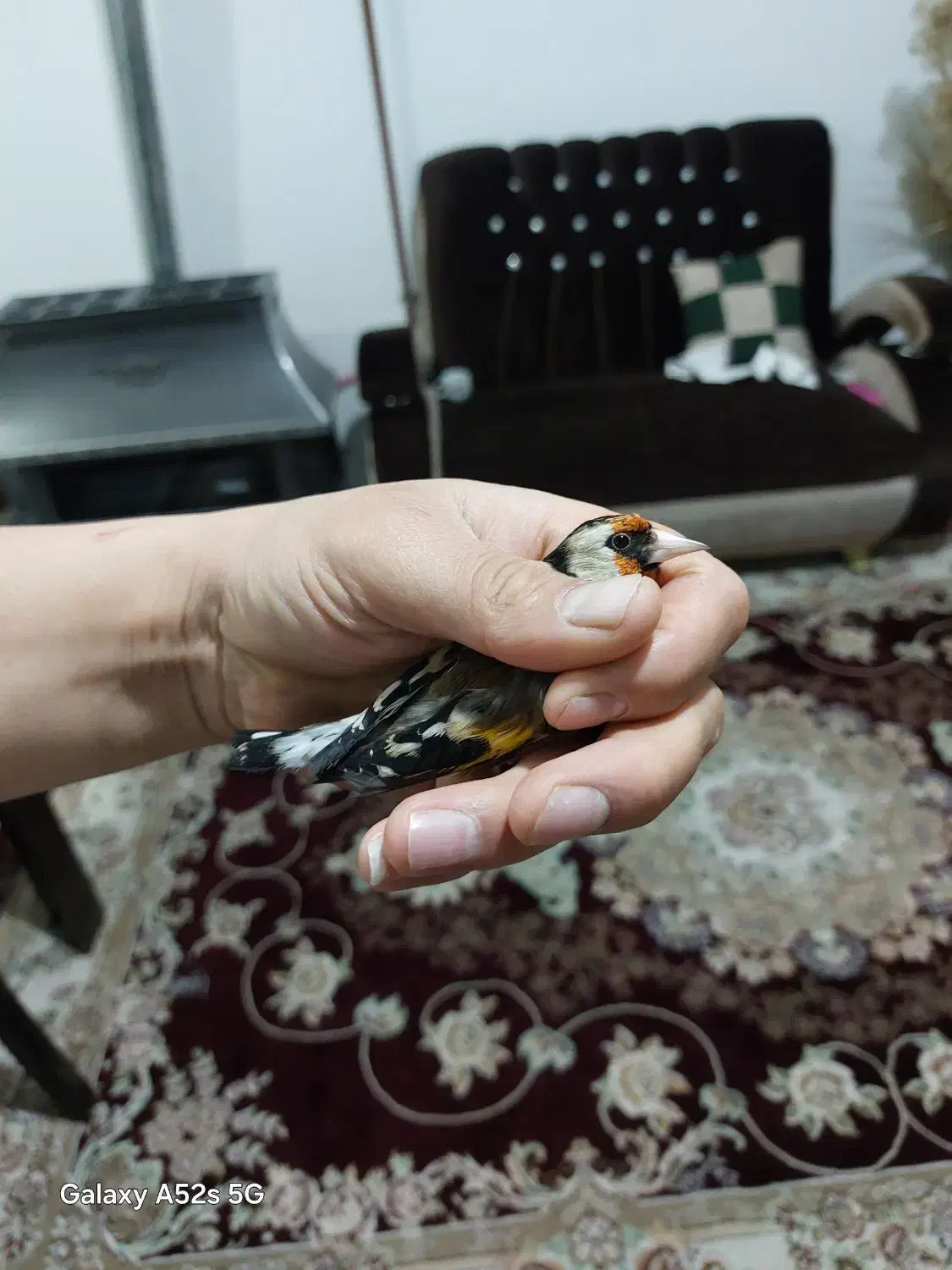 سهره|پرنده|الوند, |دیوار