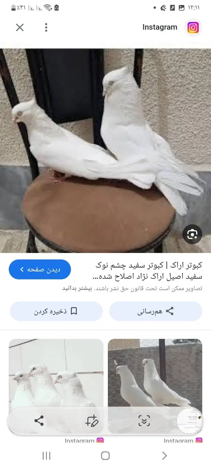 متن رو بخون|پرنده|دهدشت, |دیوار