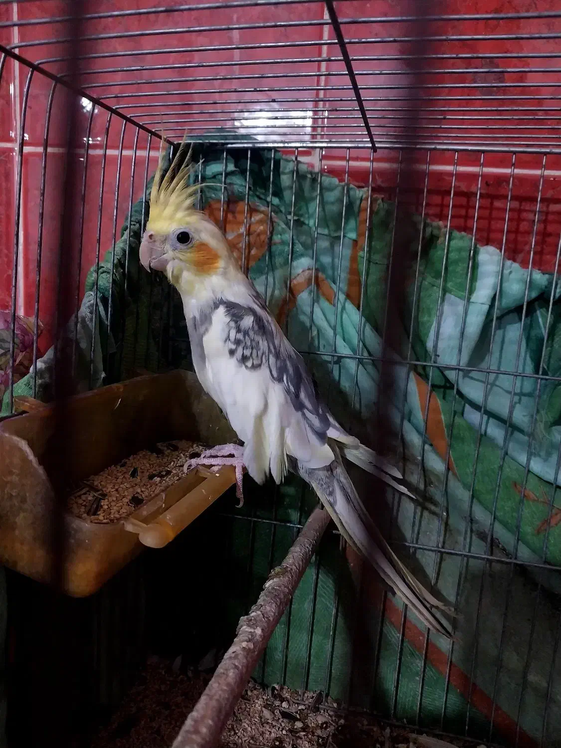 عروس هلندی|پرنده|قم, شهر قائم|دیوار