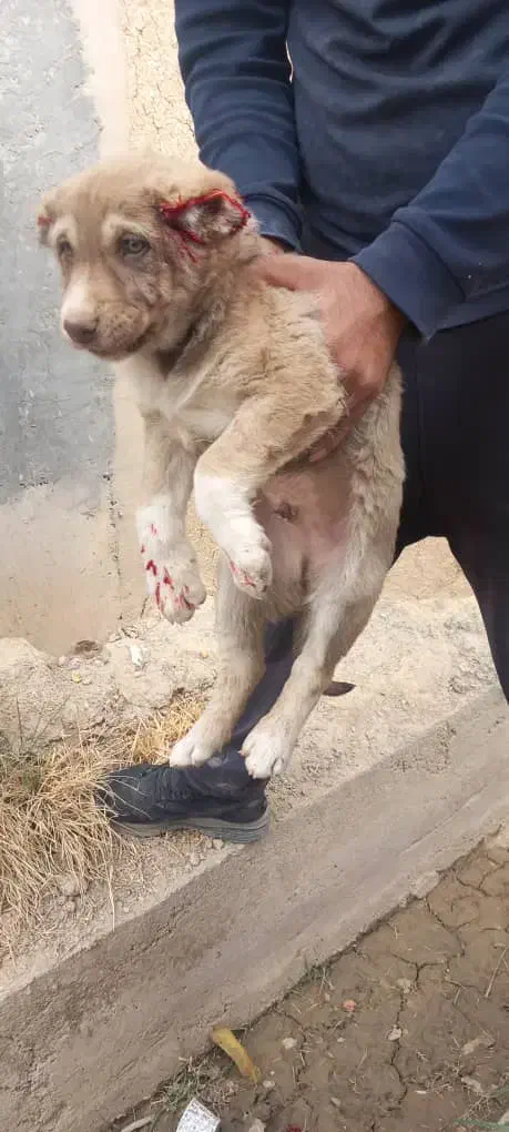 سه قلاده قدریجونی واگذاری|سگ|جیرفت, |دیوار