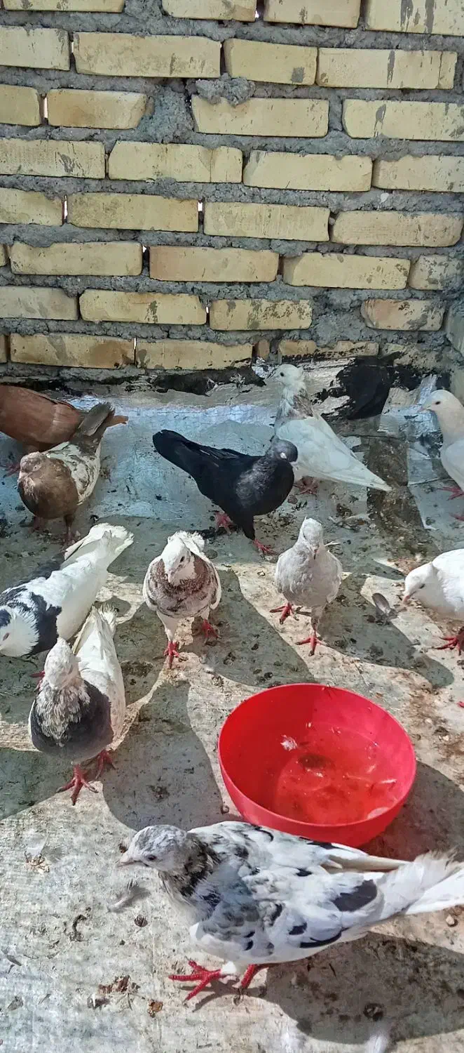 چند عدد کبوتر|پرنده|اهواز, زرگان|دیوار
