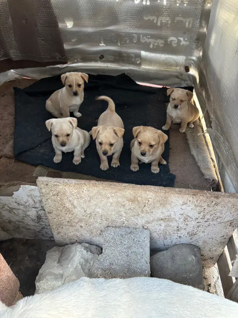 توله سگ|سگ|رودهن, |دیوار