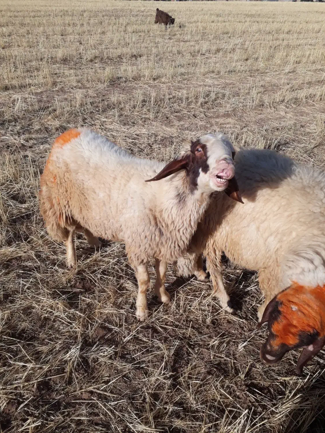 کاور ورن|حیوانات مزرعه|اسلام‌‌آباد غرب, |دیوار