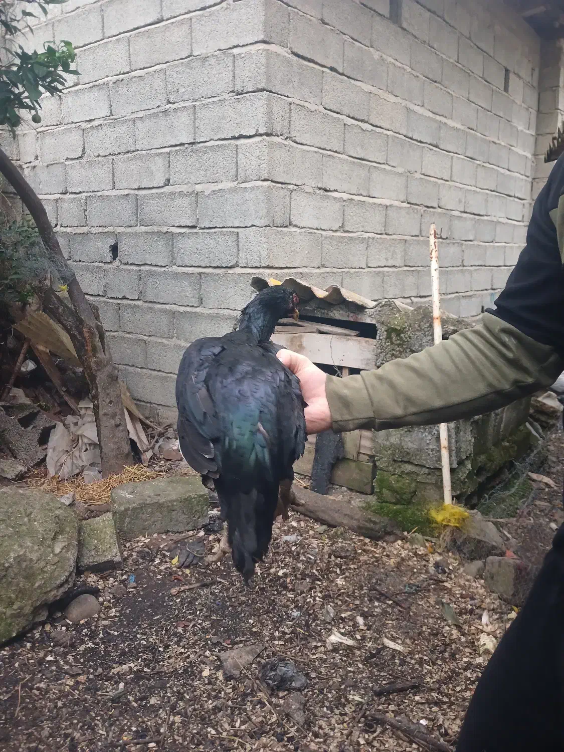 مرغ ی تیغ مشکی|پرنده|چابکسر, |دیوار