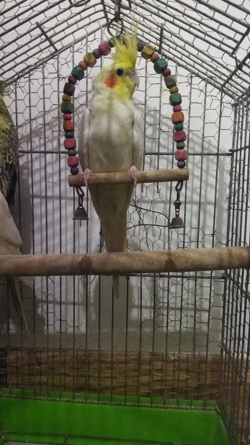 پرنده عروس|پرنده|ساری, |دیوار