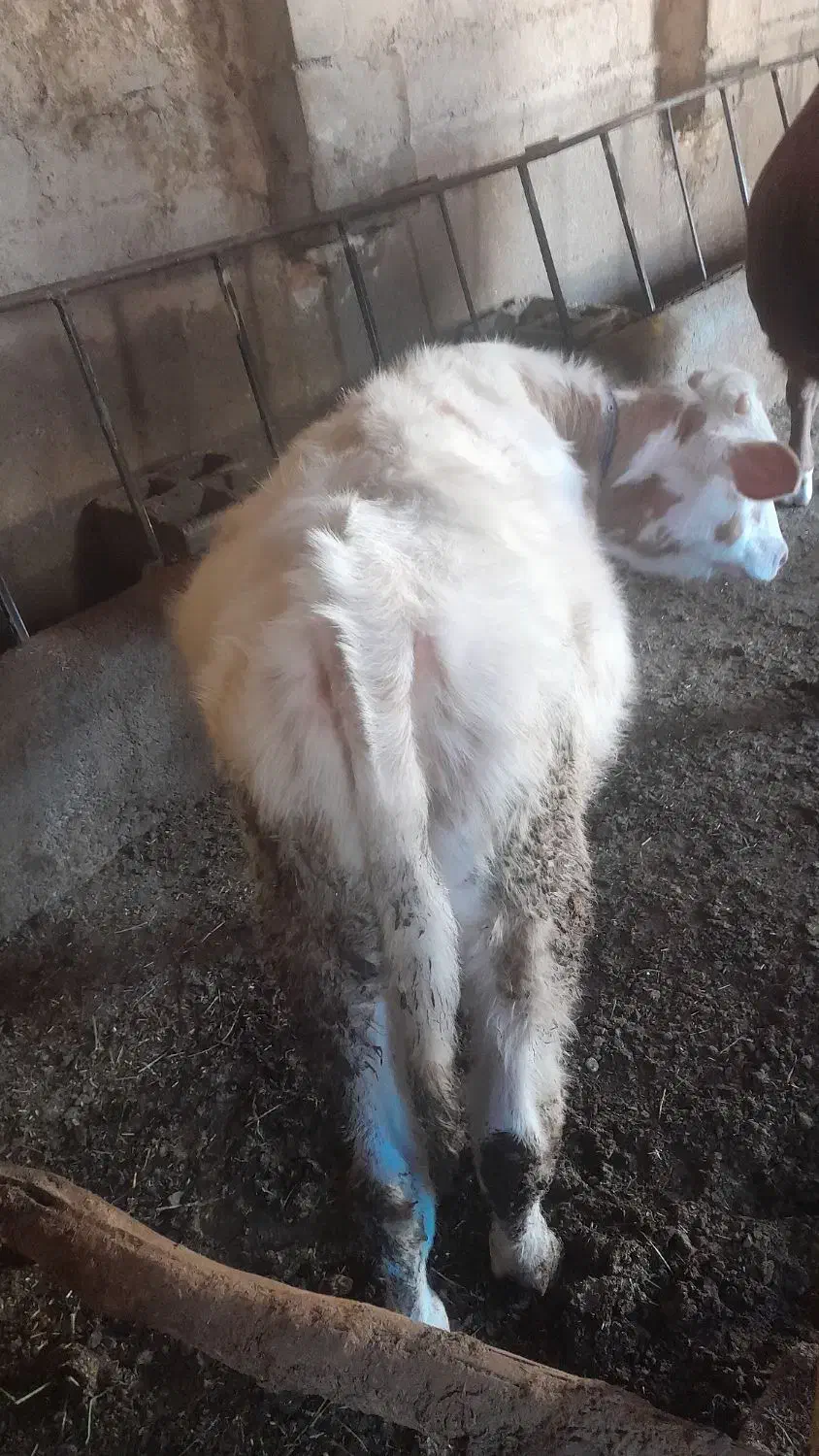 گوساله نر سیمینتال|حیوانات مزرعه|ملکان, |دیوار