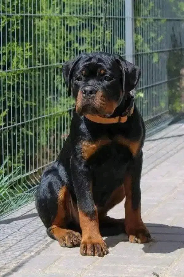 قفقازی کنکورسو سگ نگهبان درجه یک در کشور|سگ|تهران, تجریش|دیوار