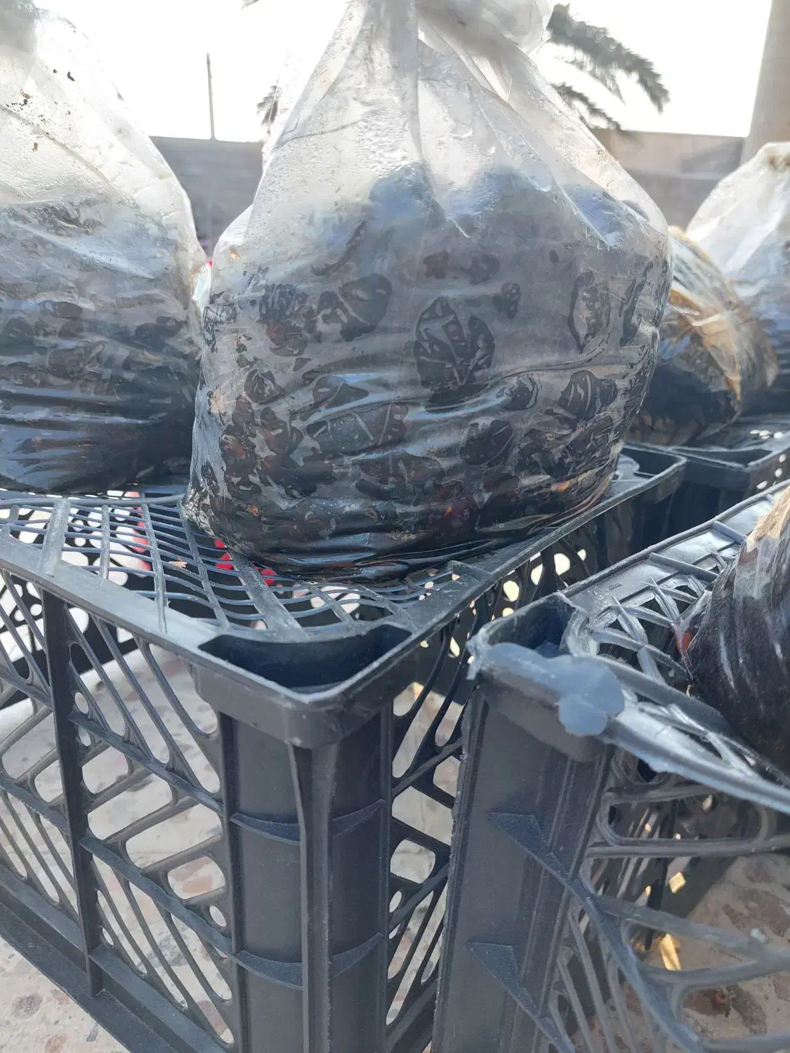 خرما نرم و شیره دار|خوردنی و آشامیدنی|خمیر, |دیوار